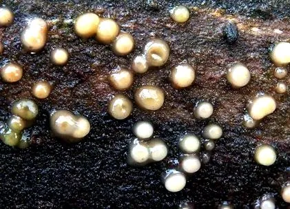 helicogloea ellis