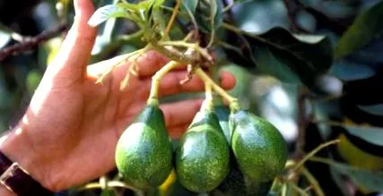 cultivarea exotism