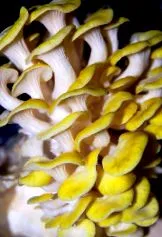 stridie ciupercile