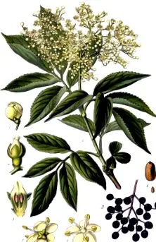 recoltării