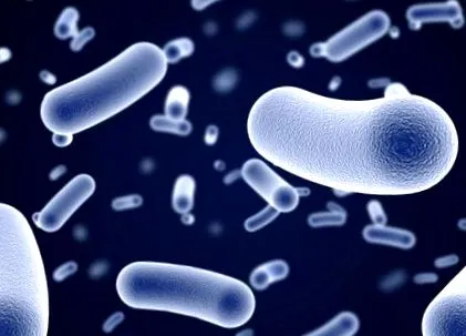 intestine