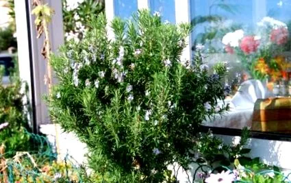 plante medicinale istoria