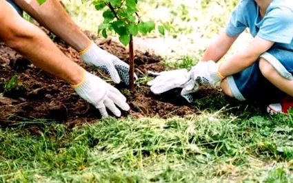 plantarea grădină