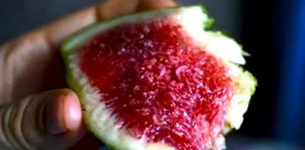 fructe toamnă