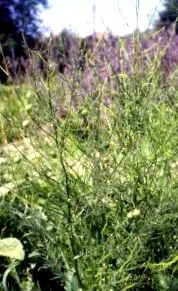 spárga herba