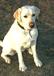 ъdolia labrador