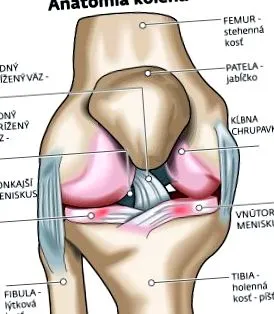 articulația ligamentului încrucișat