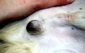 cavitatea abdominală