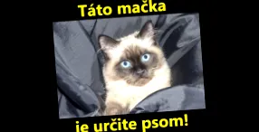 pentru