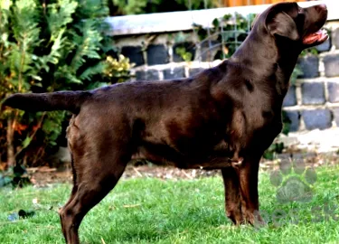 retrier retrier