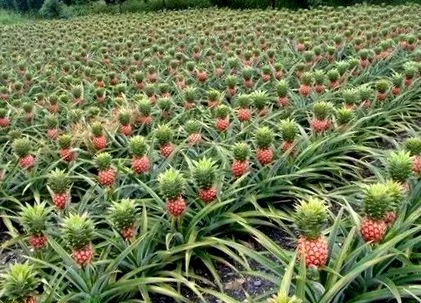 ananasului