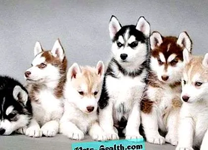 husky rase