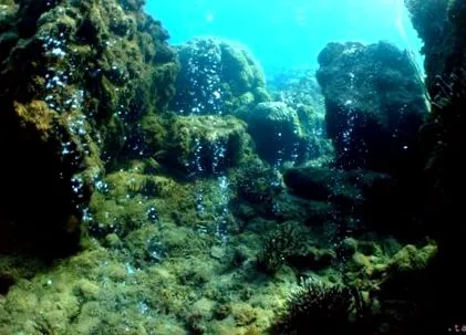 dispariție coral