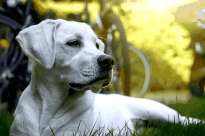 Labrador Retriever
