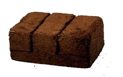 nucă cocos