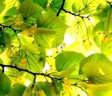 naturală