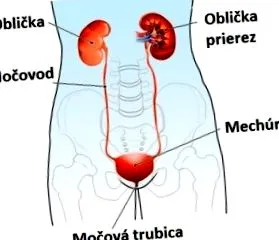 пикочния