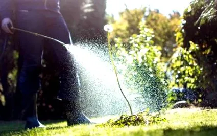 legume spray