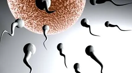 spermatozoizi Bărbații supraponderali