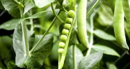 măcinat