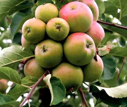 fructele