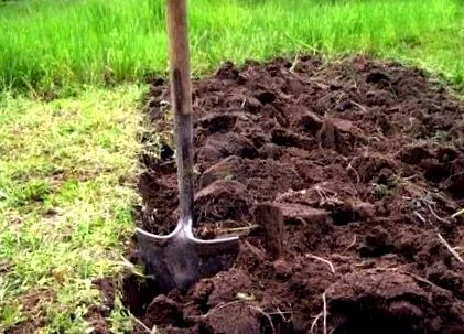 plantarea despre