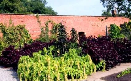 plantă înlocuitor