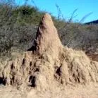 állat