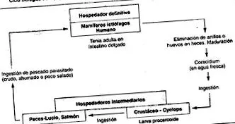 diphildobothriasis