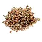 spelta triticum