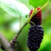 pulbere