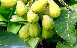 parazitex naturală