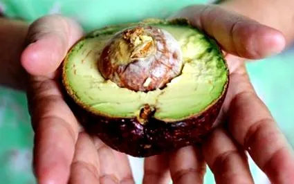 avocado piatră avocado