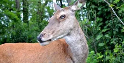 cerb prezenta
