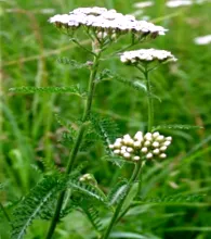 хранене