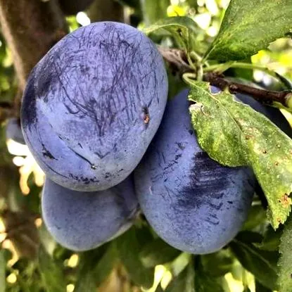 sirop rețetă