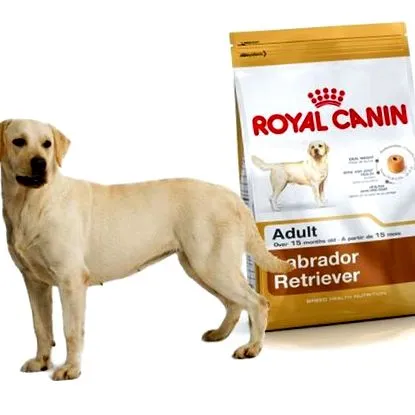 labrador labrador