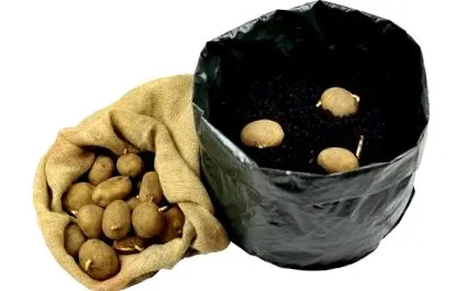 creșteți