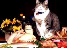 котки
