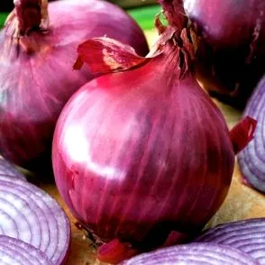 cepa allium