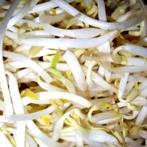 germinatoare