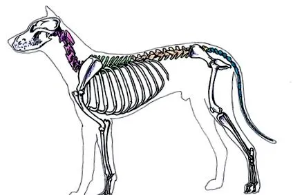 coloanei vertebrale spondiloza
