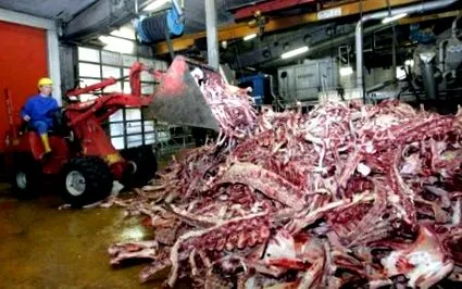animale zumag
