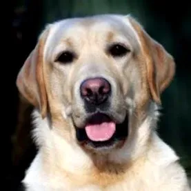 despre labrador