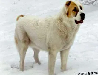 centrală