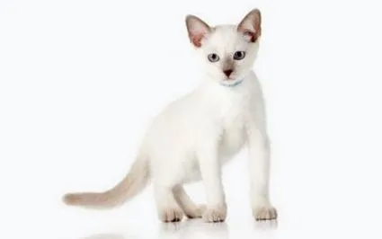 котка котка
