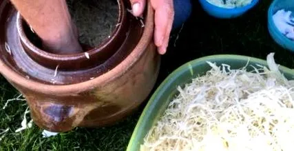 капуста протримається