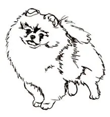 spitz