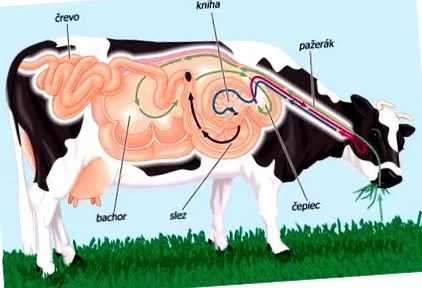 Nutriție 2021