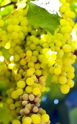 vinnyecet